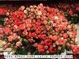 Rosa-Spray-Dark-Latin-Pompon