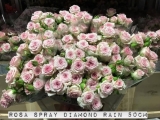 Rosa-Spray-Diamond-Rain