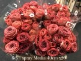 Rosa-Spray-Media