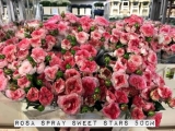 Rosa-Spray-Sweet-Stars