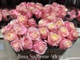 Rosa-Suplesse