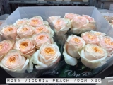 Rosa-Vicoria-Peach