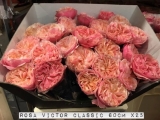 Rosa-Victor-Classic