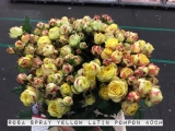 Rosa-spray-yellow-Latin-Pompon