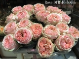 Rose-DFR-40