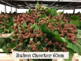 Rubes-Chester