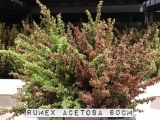 Rumex-Acetosa