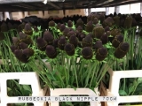 Rusbeckia-Black-Nipple