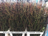 Salix-Melanostachys