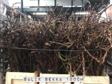 Salix-Sekka