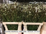 Sangisorba-Weiss