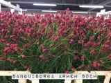 Sanguisorba-Arhem