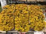 Santini-Madiba-Swazi