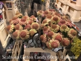 Scabioa-Cotton-Candy