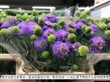 Scabiosa-Gaugin