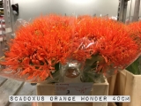 Scadoxus-Orange-Wonder