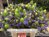 Scilla-Peruviana