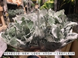 Senecio-New-Look