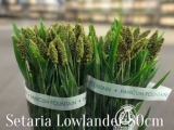 Setaria-Lowlander