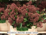 Skimmia-White