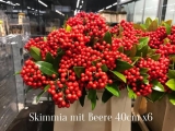 Skimmia-mit-Beere
