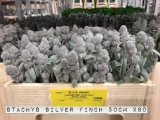 Stachys-Silver-Finch