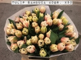 Tulip-Sambuca