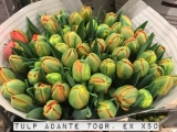 Tulp-Adante-