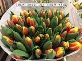 Tulp-Ambition