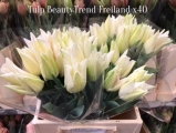 Tulp-Beauty-Trend-Freiland