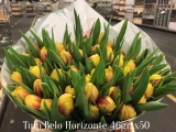 Tulp-Belo-Horizonte
