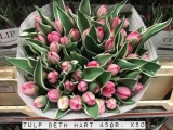 Tulp-Beth-Hart