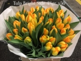 Tulp-Bright-Side
