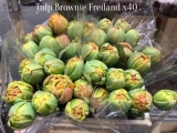 Tulp-Brownie-Freiland