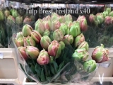 Tulp-Brst-Freiland