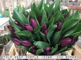 Tulp-Deep-Purple