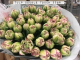 Tulp-Double-Touch