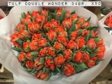 Tulp-Double-Wonder