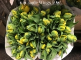 Tulp-Eagle-Wings