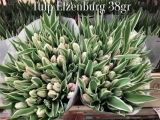 Tulp-Elzenburg