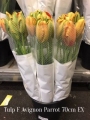 Tulp-F-Avignon-Parrot