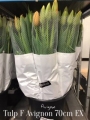 Tulp-F-Avignon