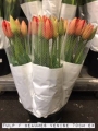 Tulp-F-Beaumes-Venise