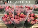 Tulp-F-Drumline