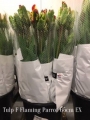 Tulp-F-Flaming-Parrot
