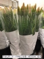 Tulp-F-Frejus