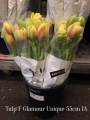 Tulp-F-Glamour-Unique