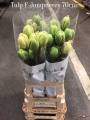 Tulp-F-Jonquieres