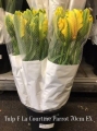 Tulp-F-La-Courtine-Parrot
