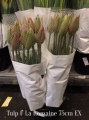Tulp-F-La-Romanie